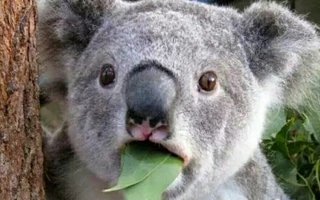 借网生大势赚了两年快钱后,考拉娱乐开始切入女